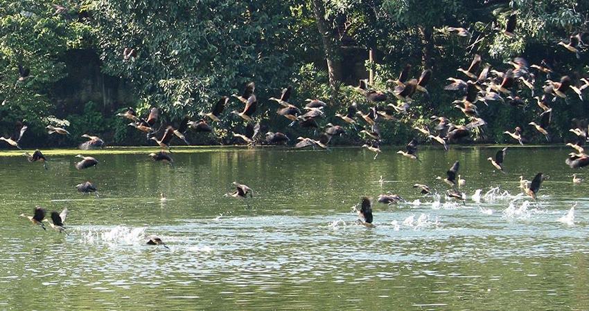 প্রকৃতির নিজ হাতে সাজানো অতিথির মেলা