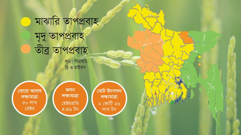 তাপপ্রবাহ-অনাবৃষ্টিতে বাড়ছে ব্লাস্টের ঝুঁকি, ফলনের লক্ষ্যমাত্রা অর্জন নিয়ে শঙ্কা