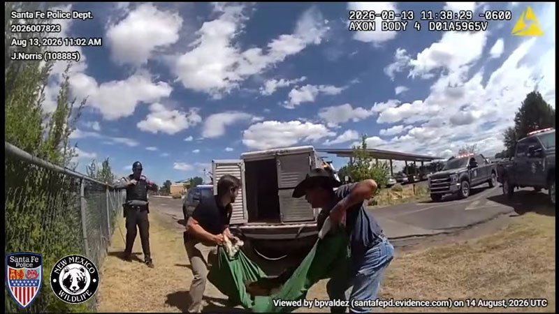 bear-huntting