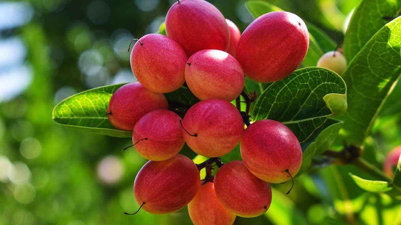 berry_20240318_085217014