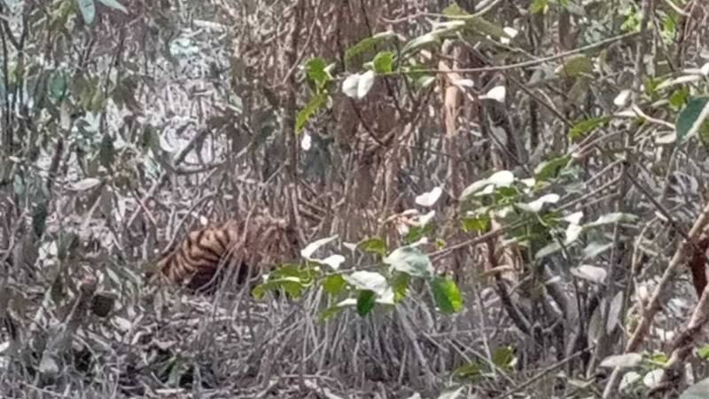 সুন্দরবনে হরিণ শিকারের ফাঁদে আটকা পড়েছে বাঘ