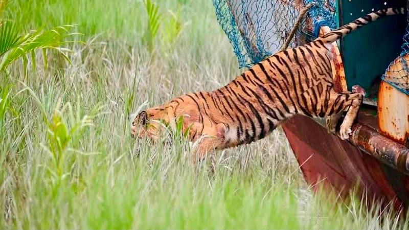 সুন্দরবনে ফিরল সেই বাঘিনী