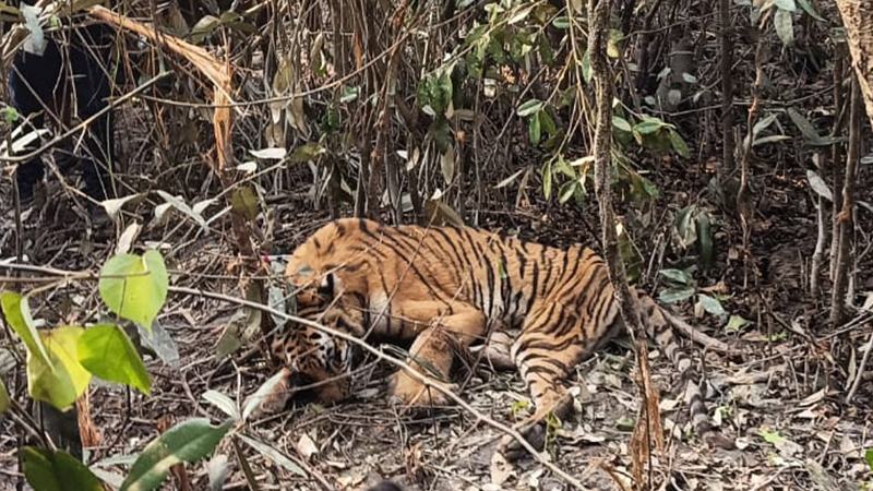 সুন্দরবনে হরিণ শিকারিদের ফাঁদে আটকে পড়া বাঘকে উদ্ধার করল বন বিভাগ