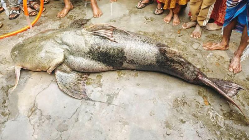 বগুড়ায় বড়‌শি‌তে ধরা পড়ল ১০৫ কে‌জির বাঘাইড়