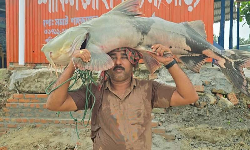 রাজবাড়ীর পদ্মায় ধরা পড়ল ৩৫ কেজির বাঘাইড়, ৬৬ হাজার টাকায় বিক্রি