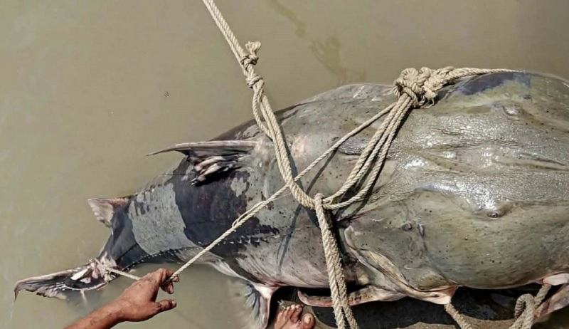 ব্রহ্মপুত্রে জেলের জালে ৯০ কেজির বাঘাইড়