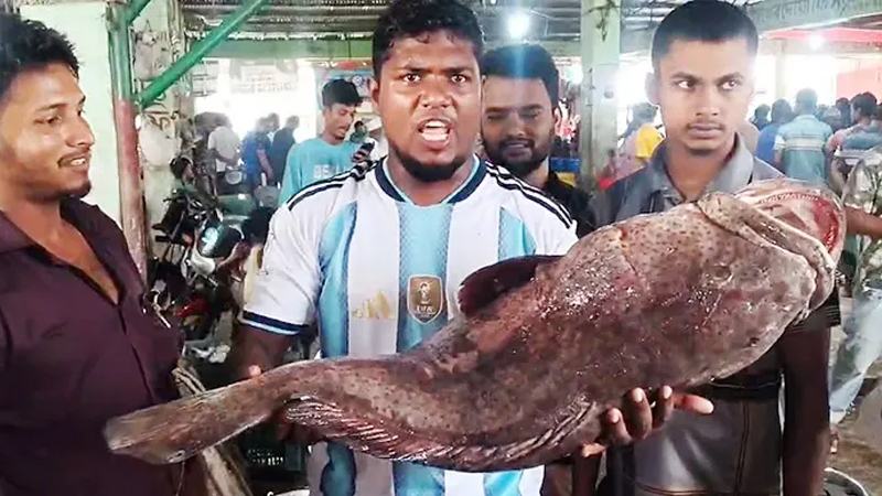 পটুয়াখালীতে ধরা পড়লো ২৬ কেজির ভোল মাছ, ৩৫ হাজারে বিক্রি