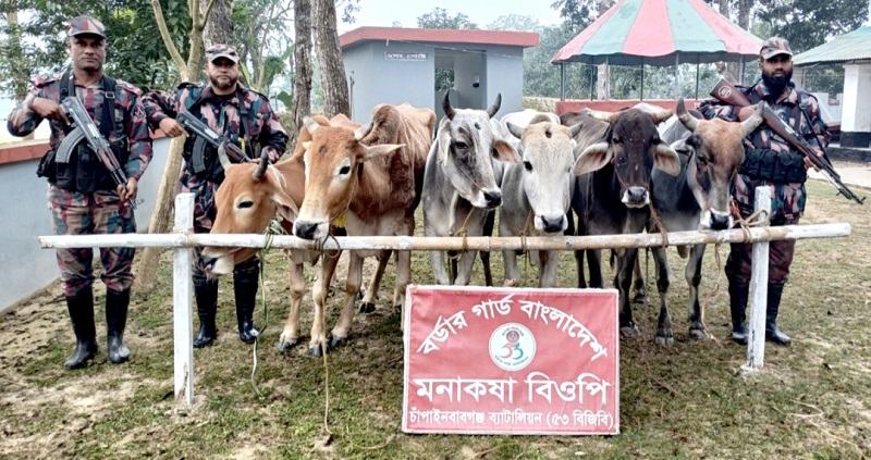 চাঁপাইনবাবগঞ্জ সীমান্তে বিজিবির অভিযানে ১৬টি ভারতীয় গরু উদ্ধার