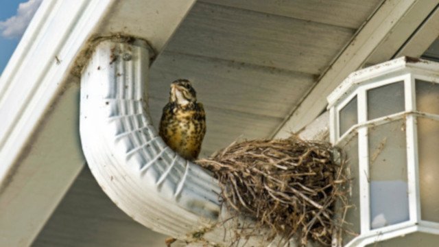 bird-nest-640x360-1