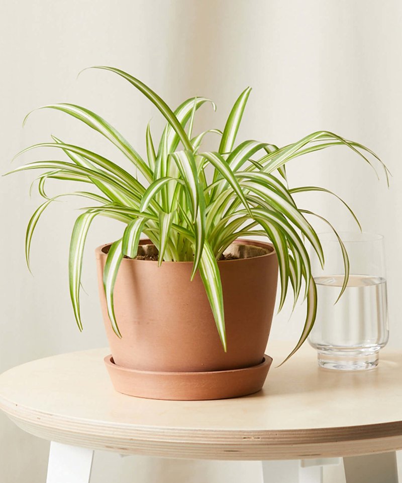 bloomscape-spider-plant_clay_0626-scaled-e1649193929503
