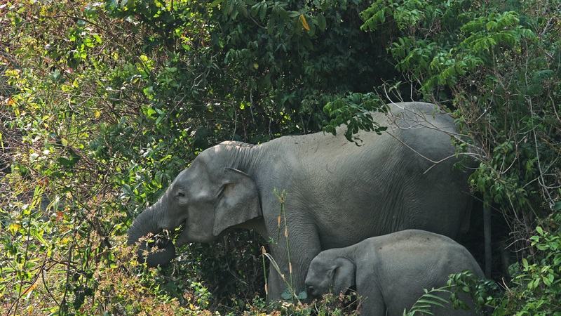 বান্দরবানে ছবি তুলতে গিয়ে বুনো হাতির আক্রমণে যুবকের মৃত্যু