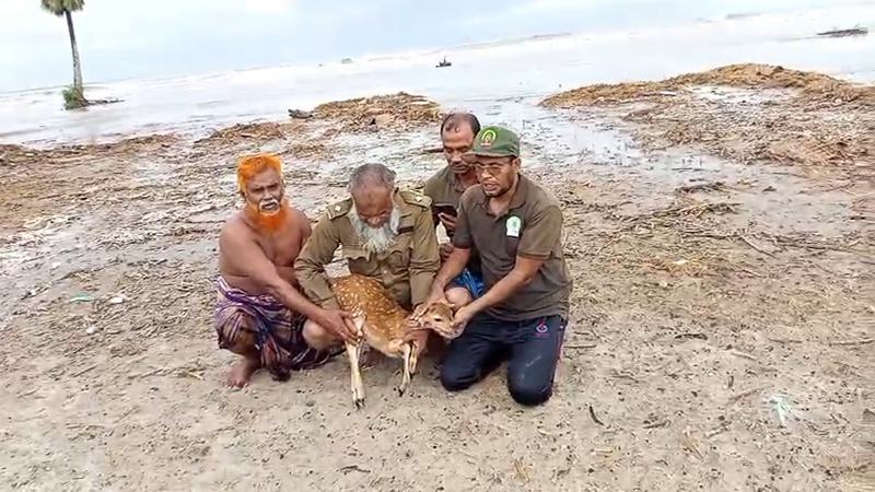 জোয়ারে ভেসে যাচ্ছিল হরিণ শাবক, বনকর্মীদের তৎপরতায় উদ্ধার