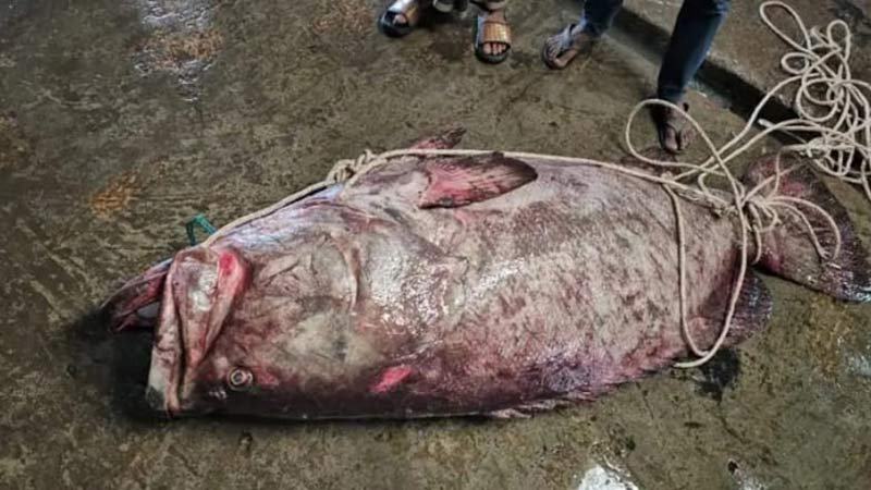 ২০০ কেজি ওজনের বোল মাছ আড়াই লাখ টাকায় বিক্রি