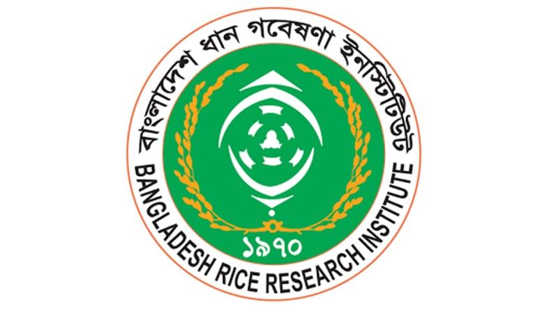 ধান চাষে কৃষকের সহযোগিতায় হেল্পলাইন চালু করেছে ব্রি