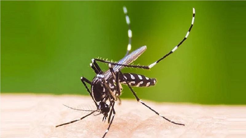 বরিশালে ডেঙ্গু আক্রান্ত হয়ে একজনের মৃত্যু, নতুন ভর্তি ১১১ জন