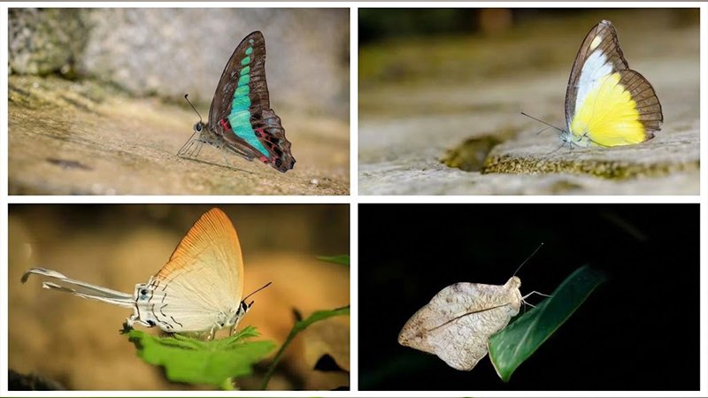 butterfly1