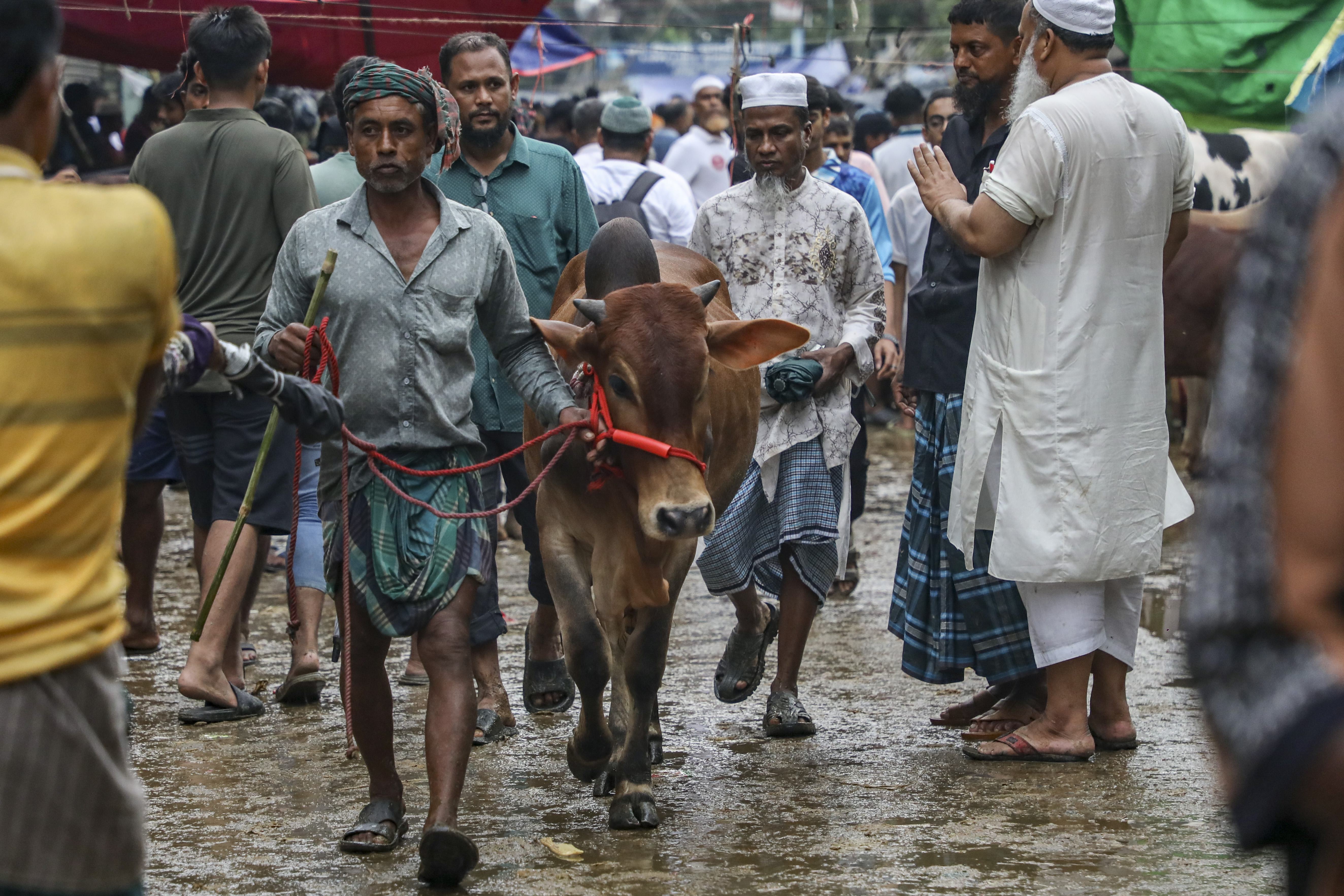 জমে উঠেছে কোরবানির পশুর হাট