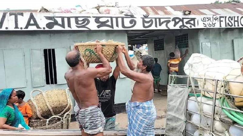 ৮ অক্টোবর থেকে চাঁদপুরে ২২ দিন ইলিশ ধরা ও বিক্রি নিষিদ্ধ