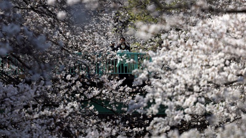 cherry tokyo