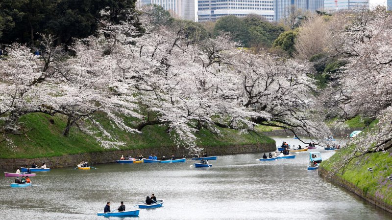 cherry tokyo (1)