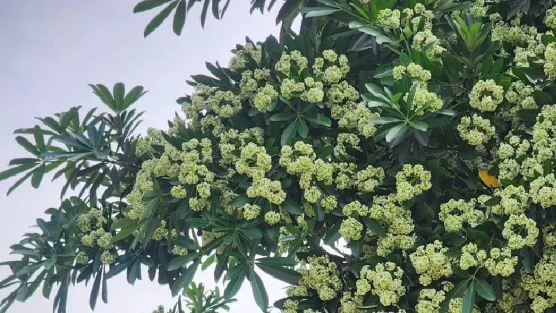 গান, গল্প, কবিতা আর জীবনবোধে ছাতিম ফুলের ঘ্রাণ