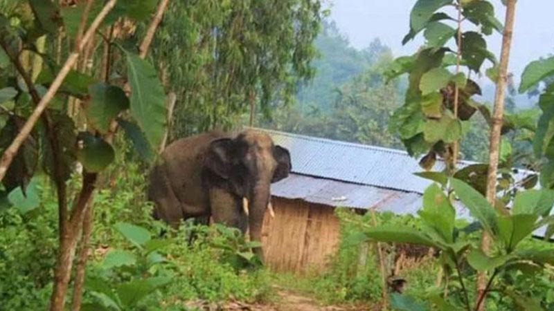 চকরিয়ায় বন্যহাতির আক্রমণে প্রাণ গেল নারীর