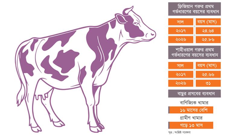 বিদেশী গরুর বাচ্চা দেয়ার ব্যবধান বাড়ছে, খামারির কমছে উৎপাদনশীলতা