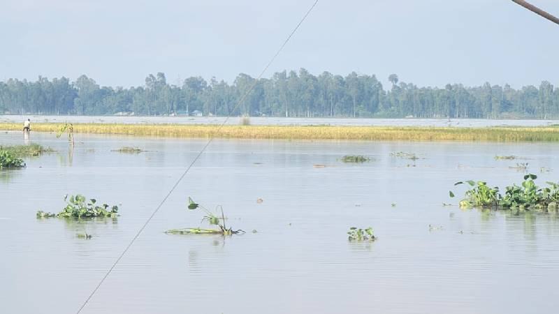 বিপৎসীমা অতিক্রম করেছে তিস্তার পানি, কাউনিয়ার চরাঞ্চল প্লাবিত