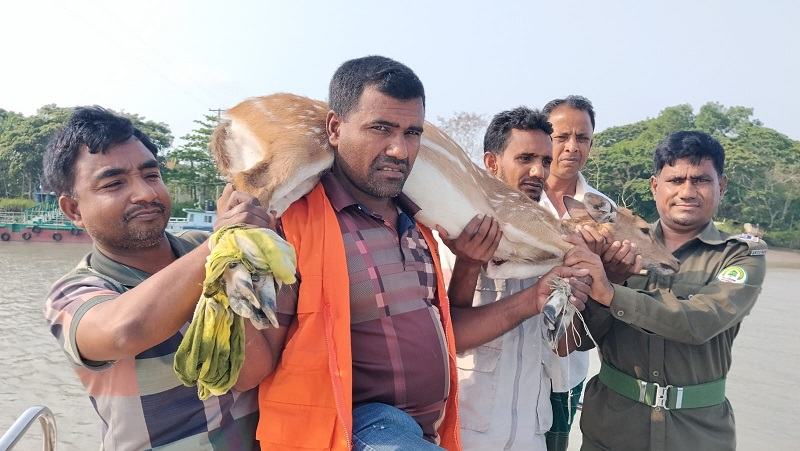 পথ হারিয়ে লোকালয়ে চিত্রা হরিণ