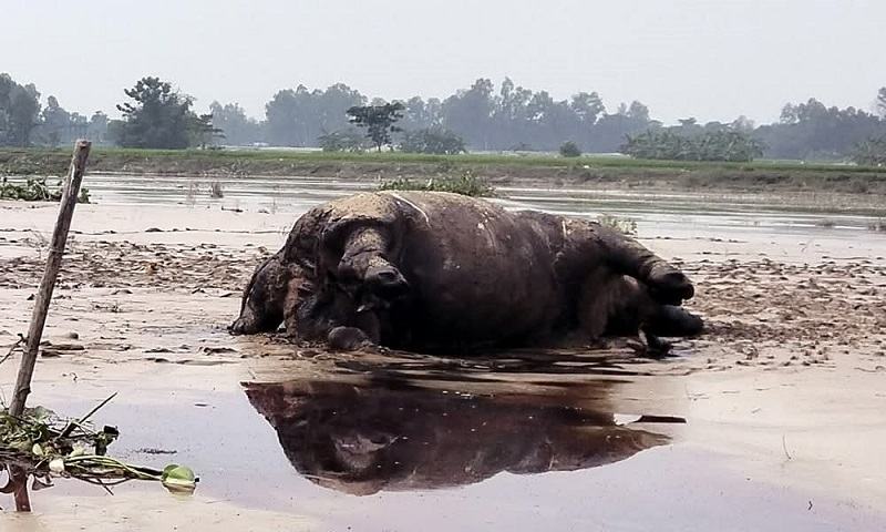 কুড়িগ্রামে নদীর স্রোতে ভেসে এলো মৃত গন্ডার