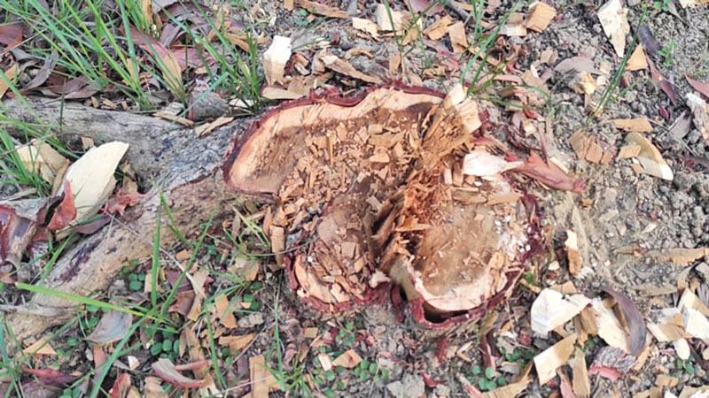 আট বছরে বনভূমি কমেছে ৫% বিপদে সুন্দরবনও