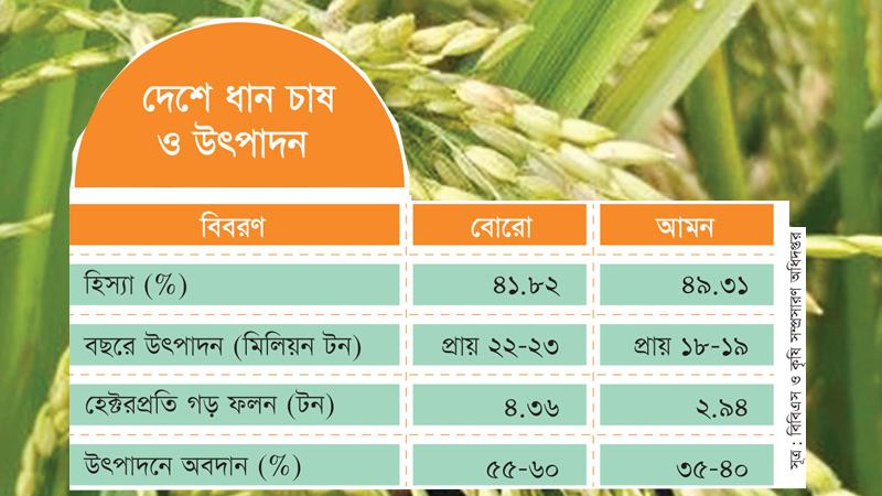 অধিক খরচে বোরো ধান চাষে আগ্রহ হারাচ্ছেন কৃষক আমনের ফলনও বাড়ছে না