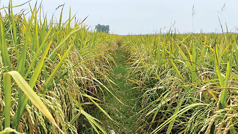 স্বল্পমেয়াদি বোরো ধান চাষে কমবে আগাম বন্যার ক্ষতি