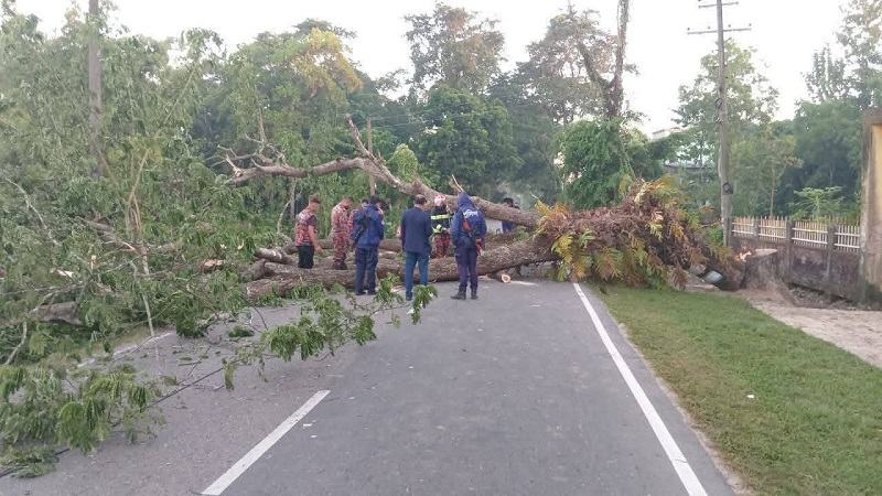 গাছ ফেলে ঢাকা-বরিশাল মহাসড়ক অবরোধ, তিন ঘণ্টা যান চলাচল বন্ধ