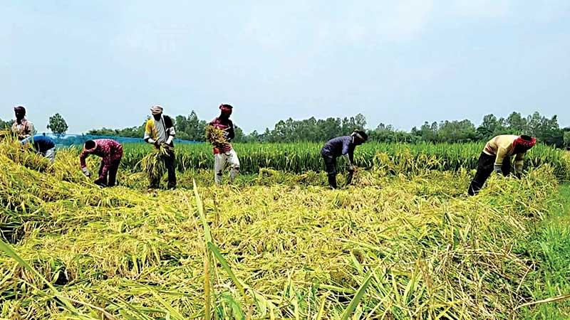 সরকারের সাড়ে তিন লাখ টন ধান কেনার ঘোষণার সিদ্ধান্ত পরিবর্তনের দাবি