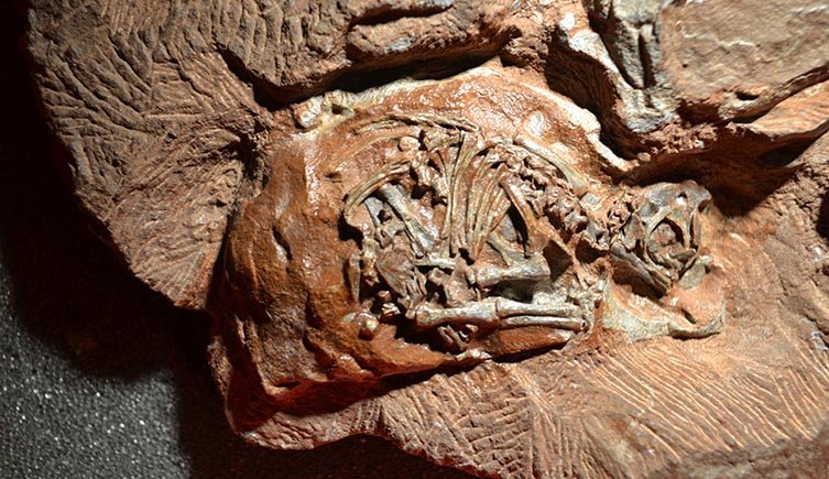 dinosaur-eggs-embryo-two-column