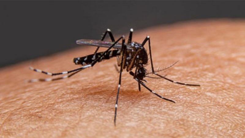 ডেঙ্গুতে মৃত্যু ২০০ ছাড়াল