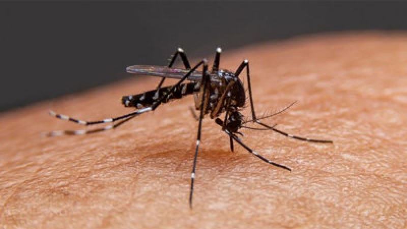 ডেঙ্গু আক্রান্ত হয়ে হাসপাতালে ভর্তি আরো ২৭১ জন