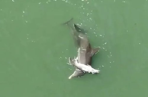 dolphin
