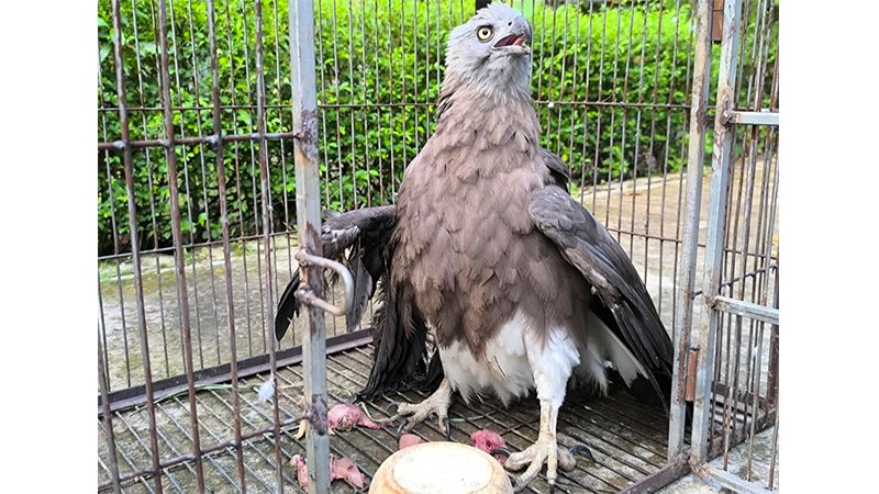eagles1