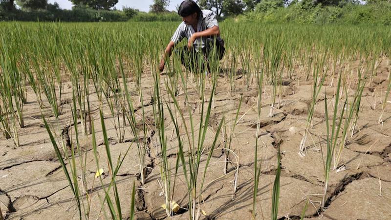 ২০২৭ সালের শেষ নাগাদ তীব্র খাদ্যসংকটে পড়তে পারেন আরো ৫ কোটি মানুষ: ডব্লিউএফপি