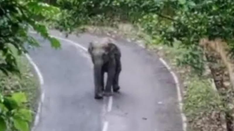 কাপ্তাই সড়কে সাড়ে তিন ঘণ্টা বন্যহাতির অবস্থান, বিঘ্ন ঘটে চলাচলে