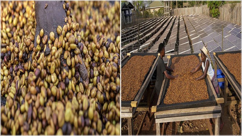 excelsa-coffee-beans-processing-AP