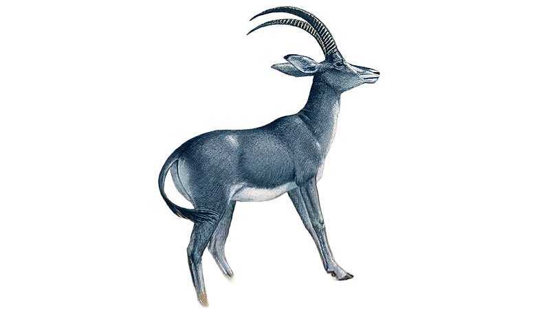 extinct_Bluebuck