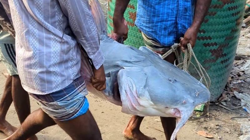 যমুনায় ৪১ কেজির বিপন্ন বাঘাইড়, বিক্রি ৫৩ হাজার টাকায়