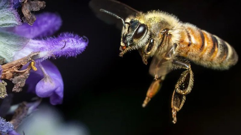 fly