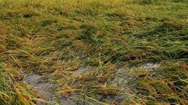 যশোরে শিলাবৃষ্টিতে ৫ হাজার হেক্টর জমির ধান ক্ষতিগ্রস্ত