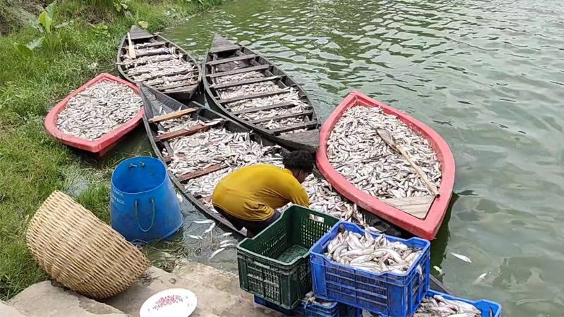 বিদ্যুৎ বিভ্রাট নয়, এ এফ মৎস্য খামারে মাছের মৃত্যুর মূল কারণ অব্যবস্থাপনা: জেলা প্রশাসন