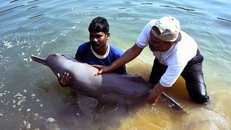 অস্তিত্ব সংকটে গঙ্গা নদীর ৬ হাজারের বেশি ডলফিন