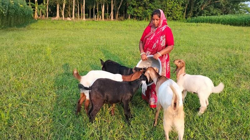 সরকারি অনুদানের ছাগল পালন করে ঘুরছে গৃহবধূর ভাগ্যের চাকা